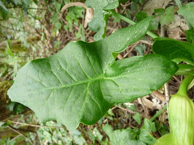 Feuilles entières veinées d'un jaune clair et en forme caractéristique triangulaire, ses oreillettes étant nettement divergentes. Ces feuilles sont dépourvues de taches. Agrandir dans une nouvelle fenêtre (ou onglet)